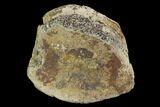Hadrosaur Foot Bone - Alberta (Disposition #-) #100537-1